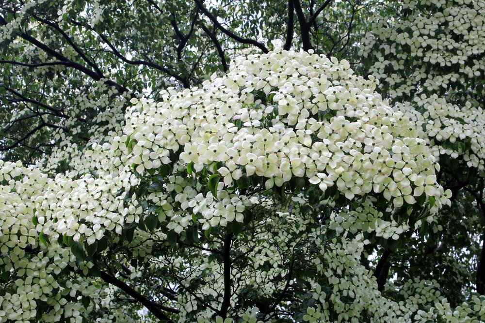 7G Cornus Kousa 'Milky Way'  Dogwood 1002302