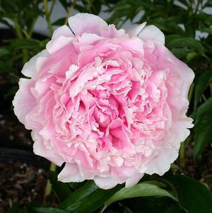 3G Paeonia 'Sarah Bernhardt' Sarah Bernhardy Peony (Peony) 1003961