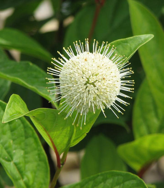 3G Cephalanthus occidentalis 'Fiber Optics' ('Bailoptics') Fiber Optics® Buttonbush: Patent PP29,475 1010930