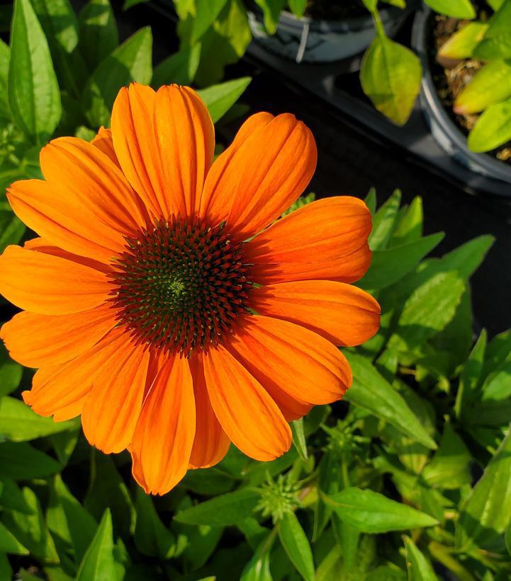 1G Echinacea hybrid Color Coded™ 'Orange You Awesome' Orange You Awesome Coneflower: Patent ppaf 1012930