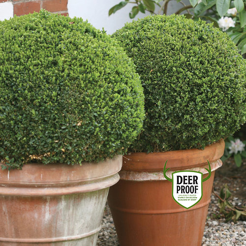 3G Buxus microphylla Sprinter® ('Bulthouse') Sprinter®: Patent PPAF 1008179