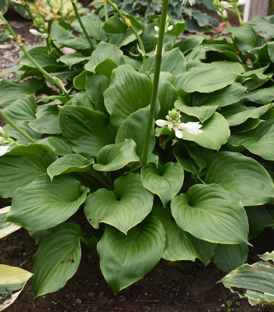 1G Hosta 'Royal Crest' Royal Crest Plantain Lily: Patent PP32,067 1013007