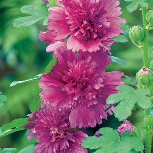 1G Alcea rosea annua Spring Celebrities 'Purple' Purple Hollyhock 1005945