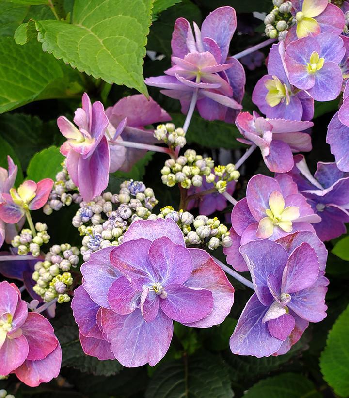 3G Hydrangea serrata 'Tuff Stuff™ Red' ('SMNMAKTSR') Tuff Stuff™ Red Mountain Hydrangea: Patent PPAF 1006590