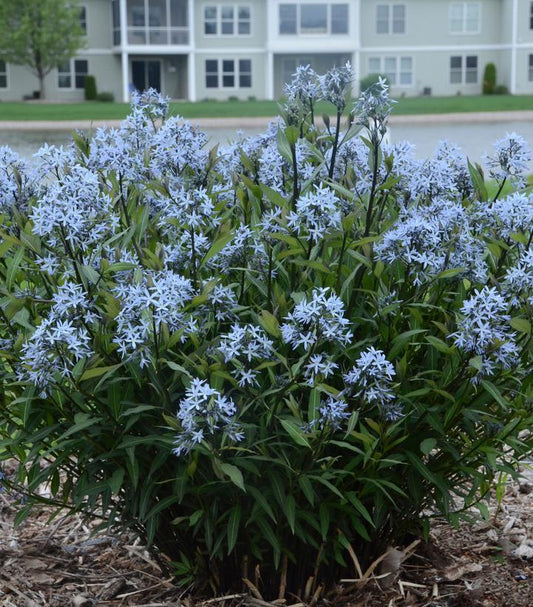 1G Amsonia tabernaemontana 'Storm Cloud' Storm Cloud Bluestar 1008828