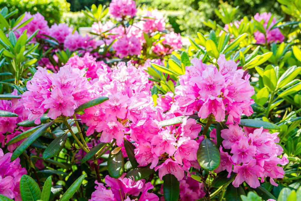 2G RHODODENDRON X Landmark Landmark Rhododendron 1001963