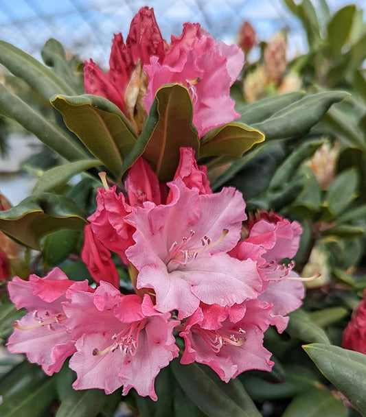 2G Rhododendron Dandy Man Color Wheel® ('NCRX1') : Patent PP31,150 1012146