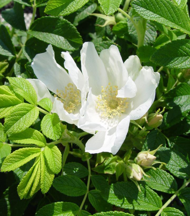 3G ROSA 'RUGOSA ALBA' White Rugosa Rosa (White Beach Rose) 1002371