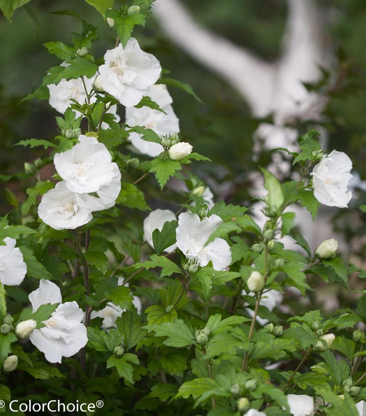 3G Hibiscus syriacus 'White Chiffon' ('Notwoodtwo') White Chiffon® Rose of Sharon: Patent PP12612