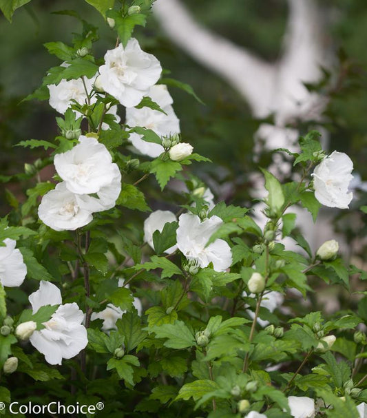 5G Hibiscus syriacus 'White Chiffon' ('Notwoodtwo') White Chiffon® Rose of Sharon: Patent PP12612 1013884