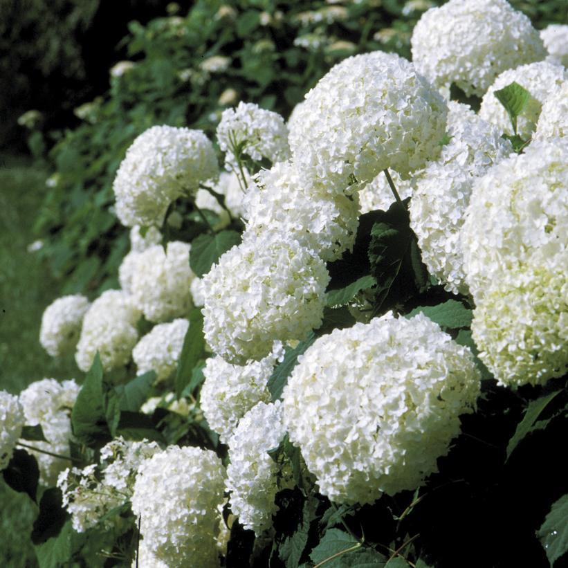 3G Hydrangea arborescens 'Annabelle' Annabelle Smooth Hydrangea 1000557