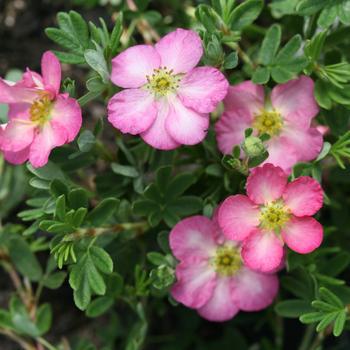 2G Potentilla fruticosa Happy Face Hearts® ('SMNPPS') Happy Face Hearts® Potentilla: Patent PPAF (Cinquefoils) 1009997