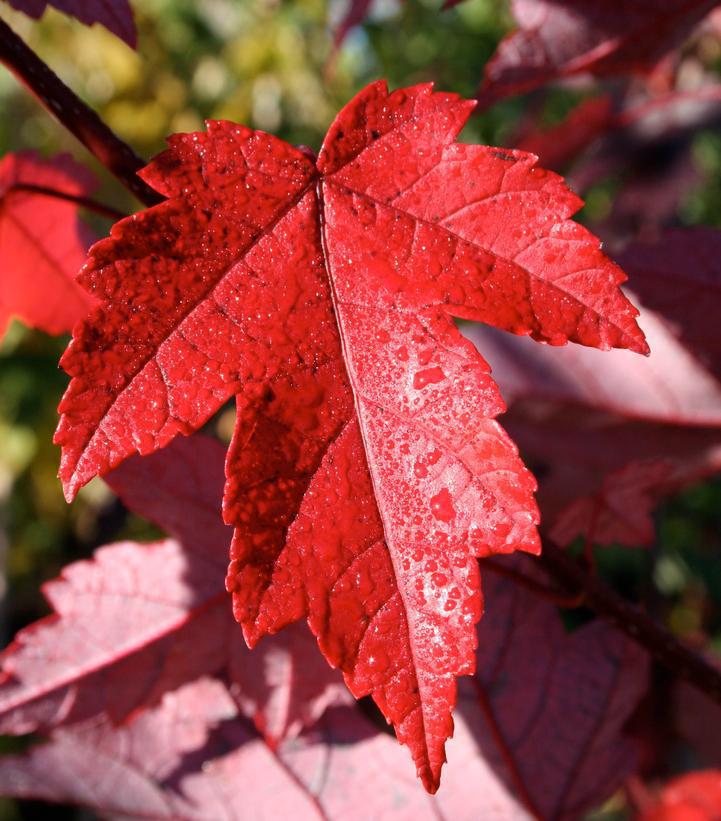 Acer rubrum 'Redpointe' ('Frank, Jr') Redpointe® Red Maple: Patent PP16,769 #15 Red Maple