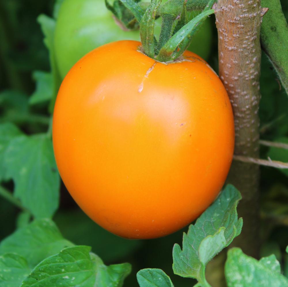 1G Tomato 'Moonglow' Moonglow Slicing Tomato 1006572