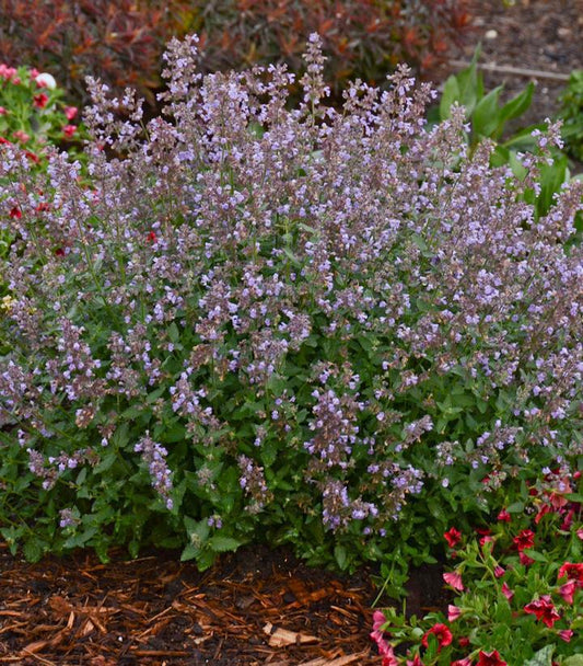 1G Nepeta faassenii 'Cat''s Meow' Cat's Meow Catmint: Patent PP24,472 1006760