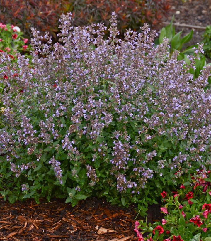 2G Nepeta faassenii 'Cat''s Meow' Cat's Meow Catmint: Patent PP24,472