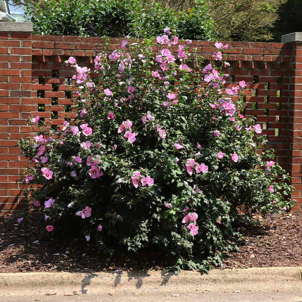 3G Hibiscus syriacus 'Minerva' Minerva Rose of Sharon 1001073