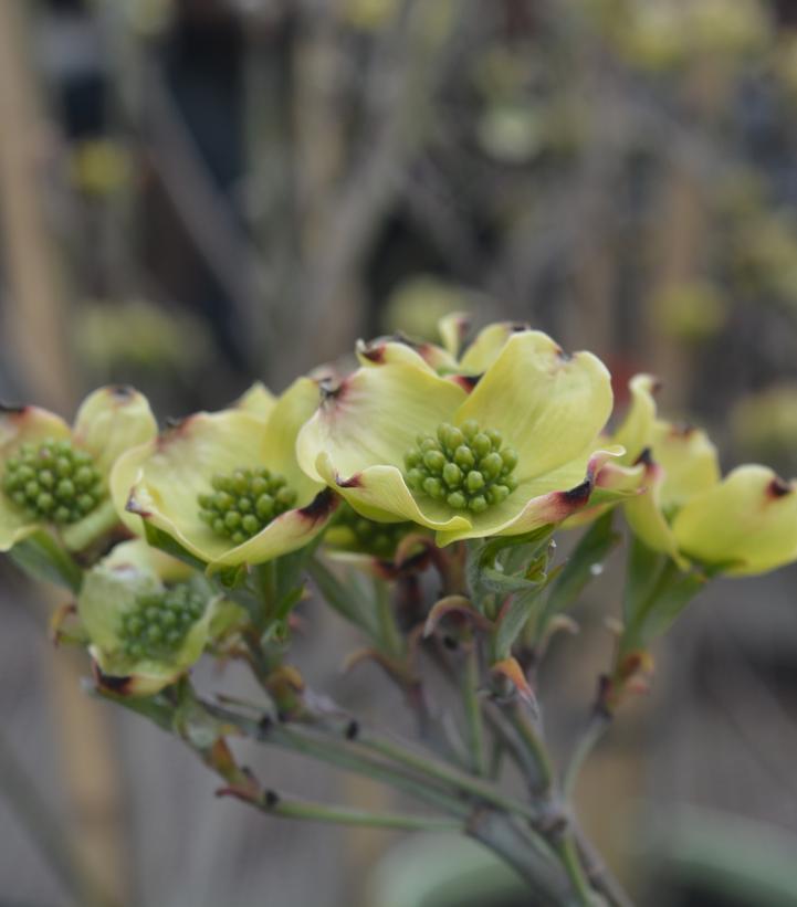 3G Cornus Florida Cloud 9 Flowering Dogwood 1003447