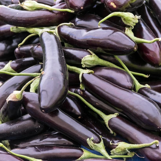 1G Eggplant 'Orient Express' - 1010086