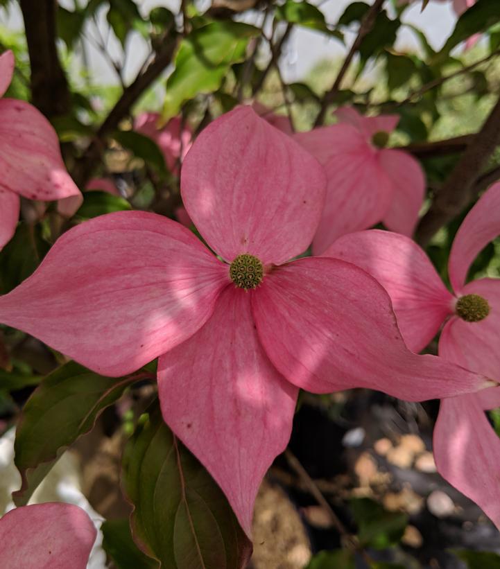 10G Cornus kousa Scarlet Fire® ('Rutpink') Scarlet Fire® Kousa Dogwood: Patent PPAF 1009753