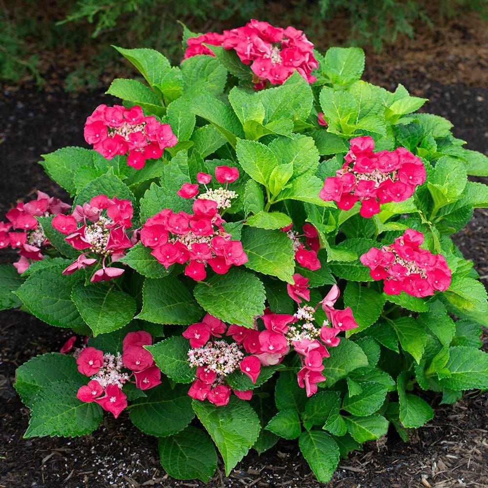 3G Hydrangea mac. Cherry Explosion™ ('McKay') Cherry Explosion™ Bigleaf Hydrangea: Patent PP28,757 1012267