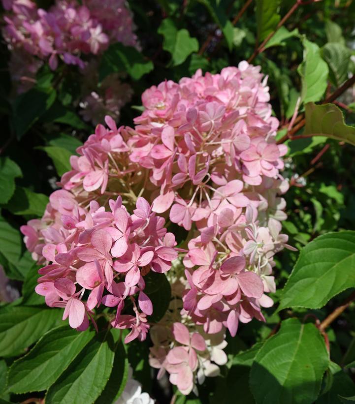 3G Hydrangea pan. 'Vanilla Strawberry' ('Renhy') Vanilla Strawberry™ Panicle Hydrangea: Patent PP20,670 1005271