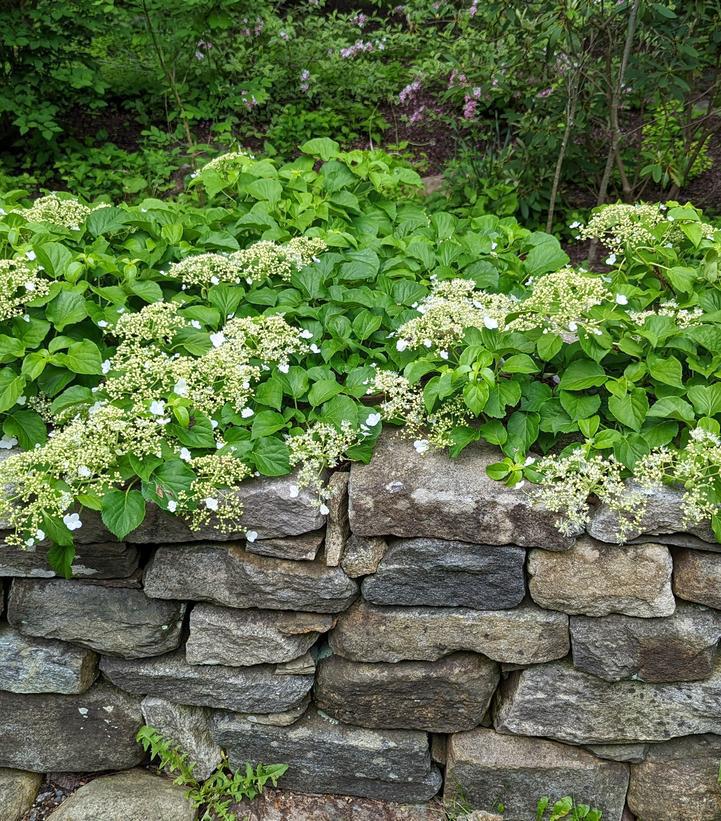 2G HYDRANGEA ANOMALA PETIOLARIS Climbing Hydrangea 1001022