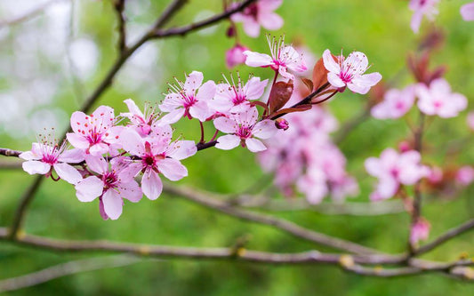 7G Prunus cerasifera 'Thundercloud' Thundercloud Flowering Plum 1001262