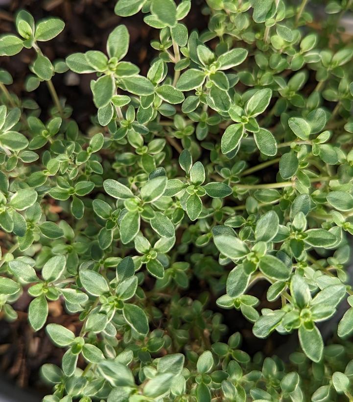 1G Thymus C. 'Argenteus' Silver Edged Thyme 1002127