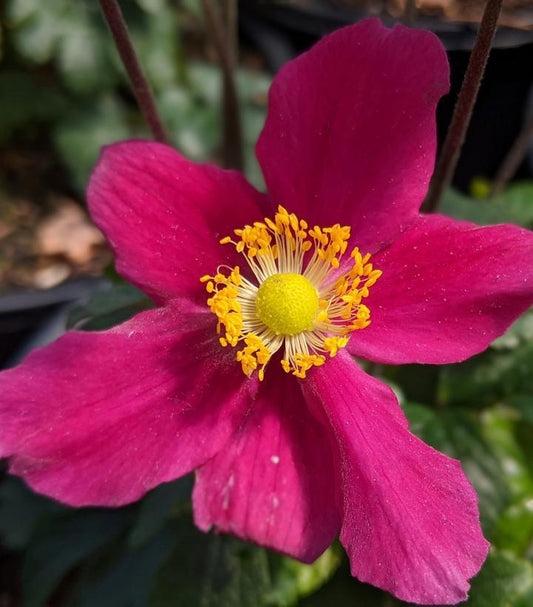 1G Anemone Fantasy™ 'Red Riding Hood' Red Riding Hood Windflower: Patent PPAF 1012277