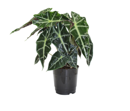 5" Alocasia Polly Bambino T1150