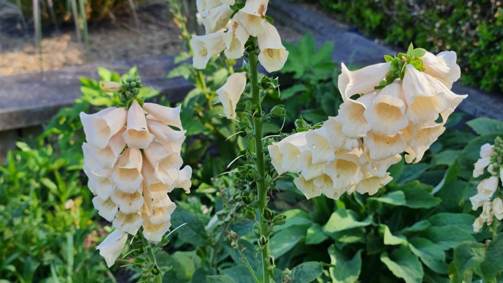 8" Digitalis purpurea 'Dalmation Peach' Dalmation Peach Foxglove 1010862