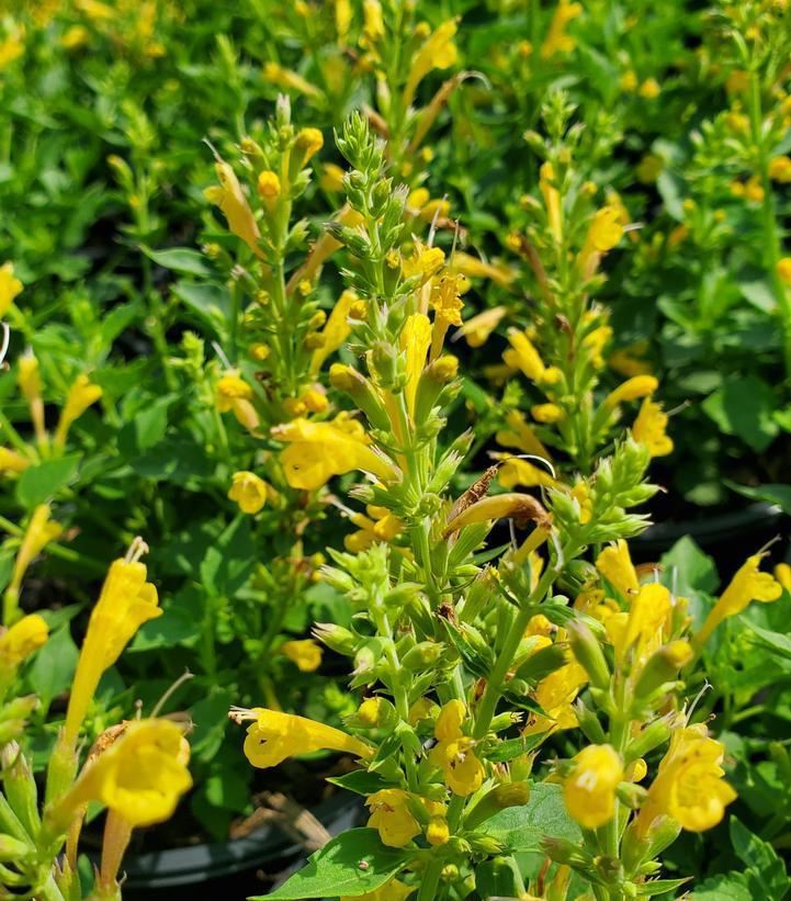 1G Agastache 'Kudos Yellow' Kudos™ Yellow Hummingbird Mint: Patent PP26,563 (Hummingbird Mint, Hyssops) 1015281