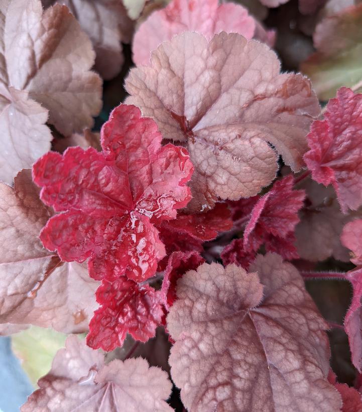 8" Heuchera Northern Exposure™ Red ('TNHEUNER') Northern Exposure™ Red Coral Bells: Patent PP29,420 1011825