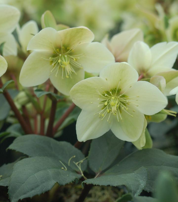 8" Helleborus x ericsmithii HGC® Champion ('COSEH 730') Gold Collection® Champion Helleborus (Lenten Rose) 1008680