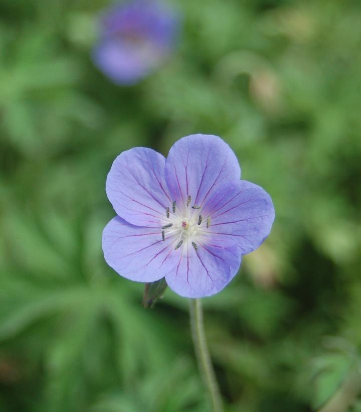 2G Geranium 'Johnson's Blue' Johnson's Blue Cranesbill 1000627