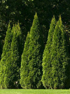 Thuja occidentalis 'Smaragd' Emerald Green Arborvitae #7