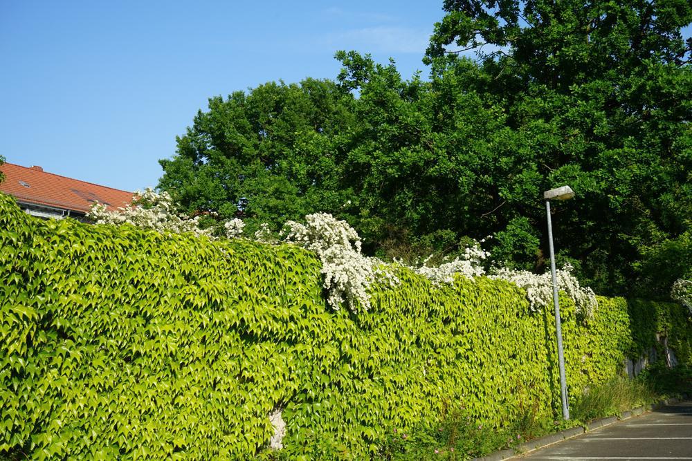 1G Parthenocissus tricuspidata Boston Ivy (Japanese Ivy, Japanese Creeper) 1000559