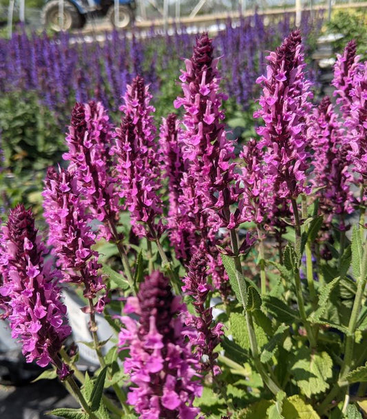 1G Salvia nemerosa 'Pink Profusion' 'Pink Profusion' Perennial Salvia: Patent PPAF 1010947