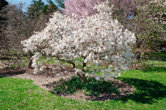 7G MAGNOLIA STELLATA 'Royal Star' Royal Star Magnolia 1001429