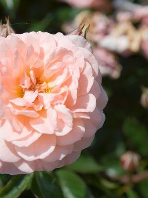 2G Rosa 'Apricot Drift' ('Meimirrote') Apricot Drift® Rose: Patent PP23,354 1007520