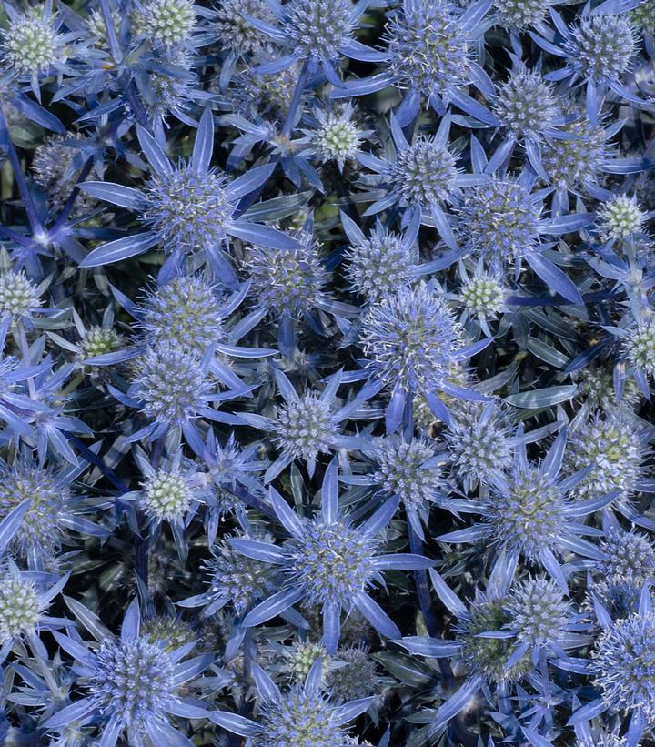 2G Eryngium planum 'Blue Glitter' Blue Glitter Sea Holly 1010129