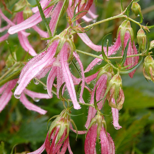 2G CAMPANULA PINK OCTOPUS (bellflower)