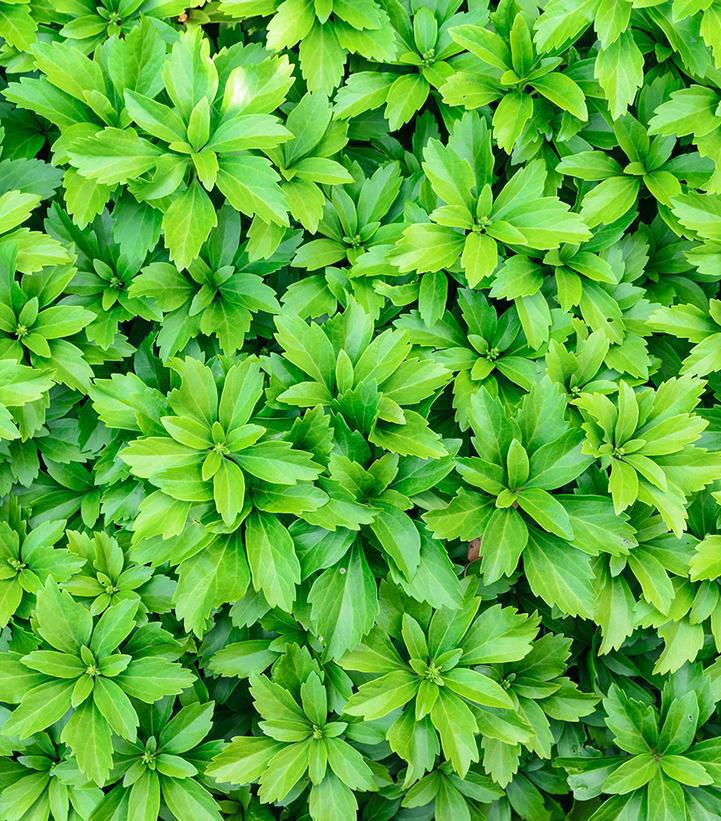 1G Pachysandra Terminalis Japanese Spurge