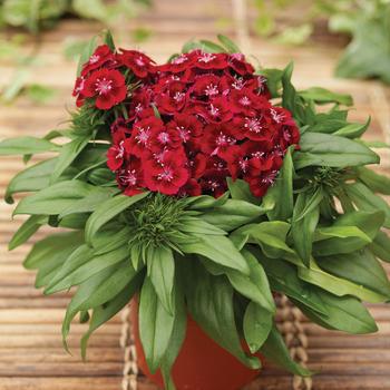 1G Dianthus 'Barbarini Red' (Sweet William) 1006830