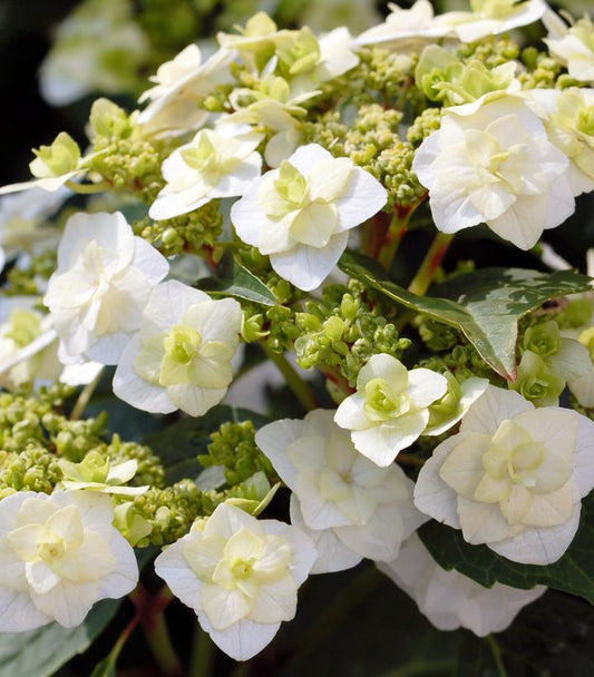 3G Hydrangea mac. 'Wedding Gown' ('Dancing Snow') Wedding Gown™ Hydrangea: Patent PP21,052 1012181