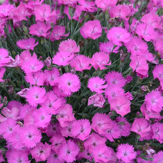 1G Dianthus hybrid 'Paint the Town Fuchsia' Paint the Town Fuchsia Pinks: Patent PPAF 1008831