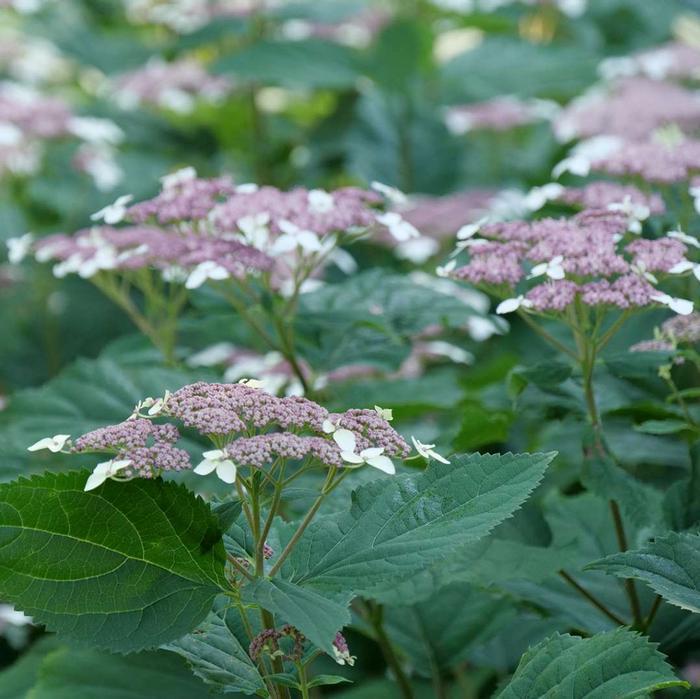 8" Hydrangea arborescens subsp. radiata Invincibelle 'Lace' ('SMNHRLL') Invincibelle Lace®Smooth hydrangea: Patent PP33,290 1014307