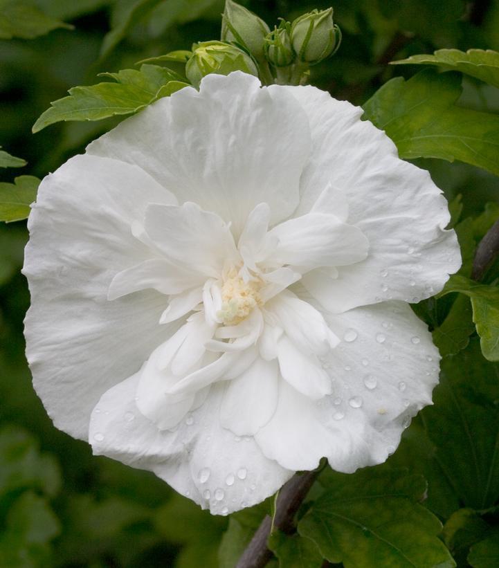 3G Hibiscus syriacus 'White Chiffon' ('Notwoodtwo') White Chiffon® Rose of Sharon: Patent PP12612