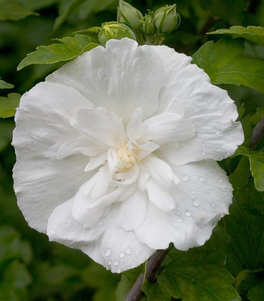 3G Hibiscus syriacus 'White Chiffon' ('Notwoodtwo') White Chiffon® Rose of Sharon: Patent PP12612 1003704